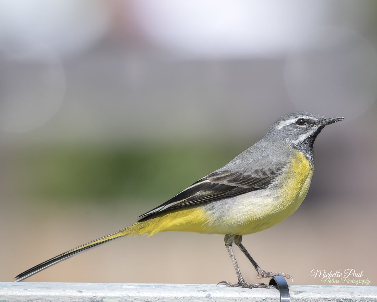 Good morning! It’s the weekend and typically it’s pouring with rain 😂 ☔️ 

Luckily the sun was shining brightly when I took this Grey Wagtail’s photo. It was absolutely stunning 🩶💛🩶