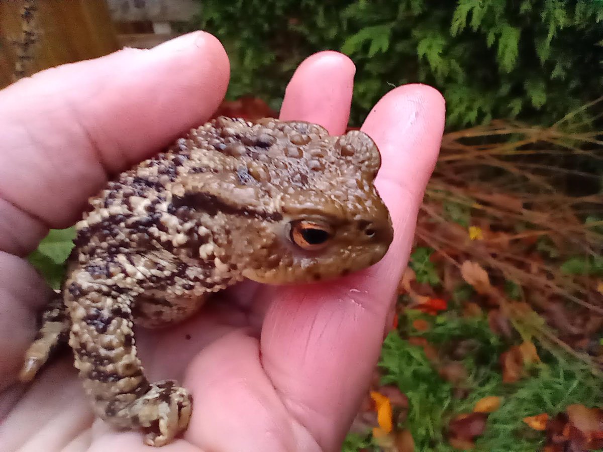 Looking forward to the #amphibian ladder workshop today to help save hundreds of toads, frogs, newts, small mammals & invertebrates. #ToadsonRoads #MitigationforWildlife