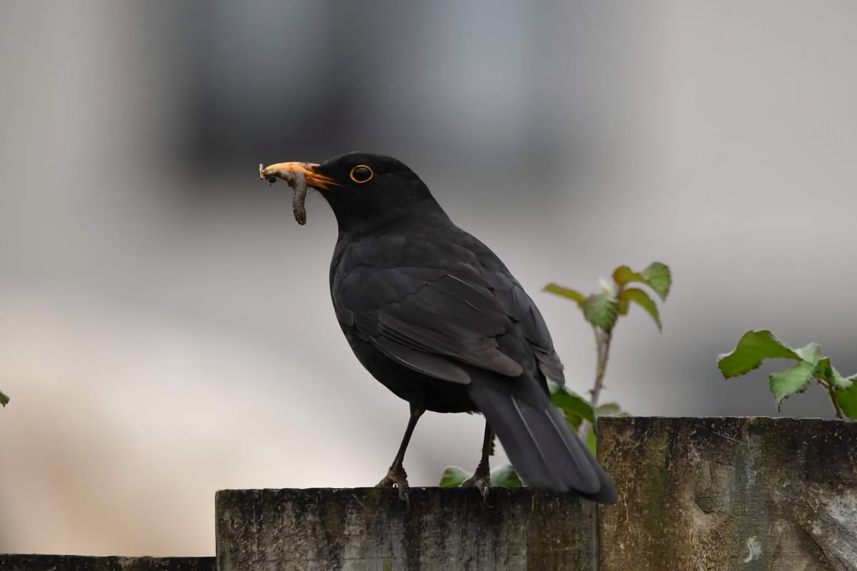 Blackbird Bude Cornwall 〓〓 #wildlife #nature #lovebude #bude #Cornwall #Kernow #wildlifephotography #birdwatching #BirdsOfTwitter #TwitterNatureCommunity #Blackbird