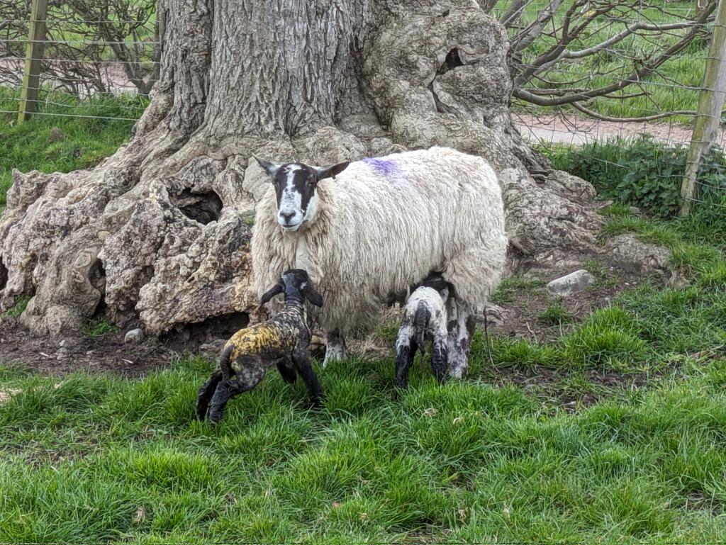 #Lamb24 over & out! Not been easy, but grass is coming slowly and will soon get them on rotation.