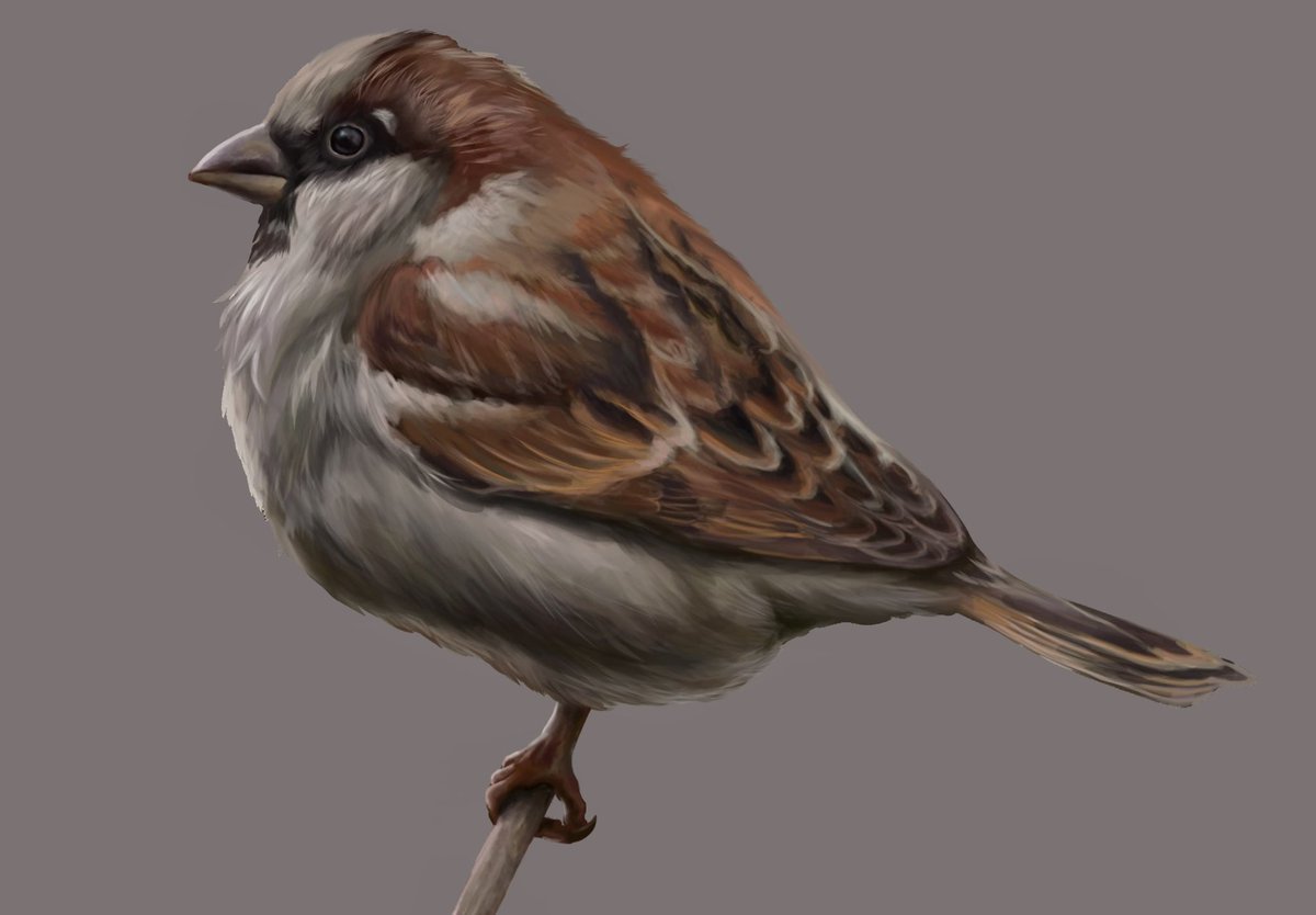 bird 1: house sparrow #birdart