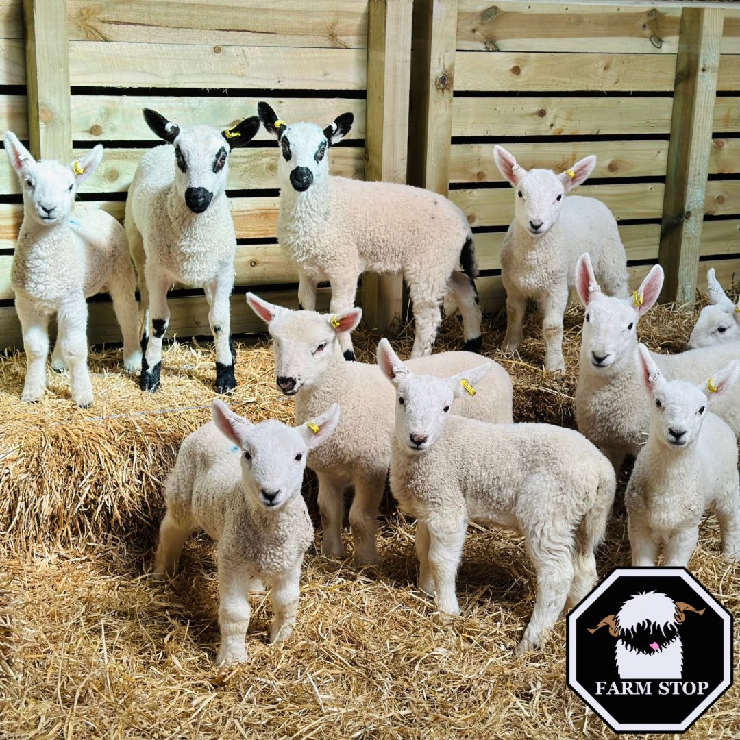 🐑😍GOOD MORNING😍🐑 

Hope you all have a BAA-rilliant weekend 🥰

🐑 farmstop.co.uk 🐑 

#farmstop #farmstopaberdeenshire #farminglife #sheepfarm #sheeplove #sheeplover #lamb #lambing #lamblover #petlambs