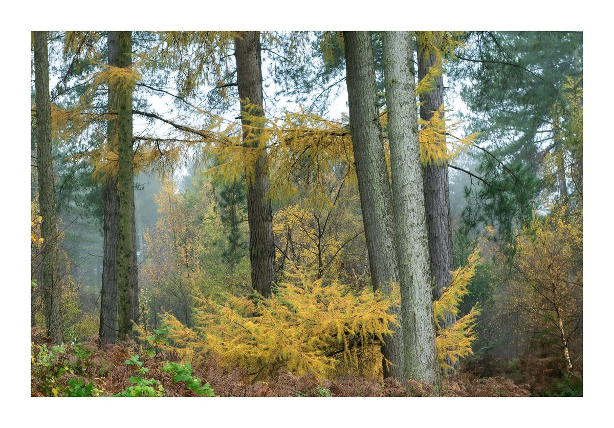 Colours and textures. Enjoy your Saturday #Saturdaymorning #Delamere #Cheshire #cheshirelife #nikoneurope #nature #woodlandphotograper #trees #woodlandphotography @Thephotohour @Stormhour