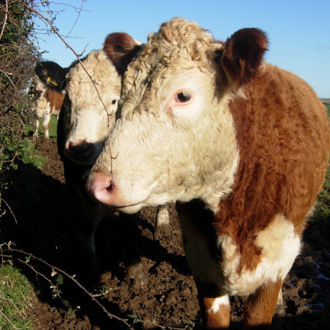 Visiting @beefexpo today? 🐮 Our #CatchmentSensitiveFarming advisers can be found on stand 249 to offer free advice on #SoilHealth and manure management. Visit us for a chat! #BeefExpo2024