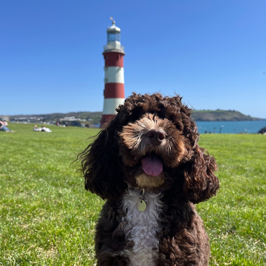 All smiles on Plymouth Hoe 🐶 😍 Plymouth is packed with plenty of dog-friendly activities, places to stay, restaurants as well as picturesque walks! Discover more about pup friendly Plymouth at: visitplymouth.co.uk/be-inspired/do…