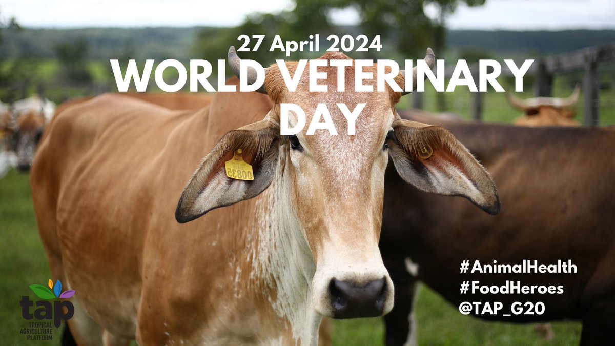 Livestock plays a vital role in our diets 🥩

How can we optimize health in livestock production this #WorldVeterinaryDay?

Small farmers need improved veterinary services to be able to detect & treat #AnimalDiseases 🐄

Together we can make livestock production more sustainable!