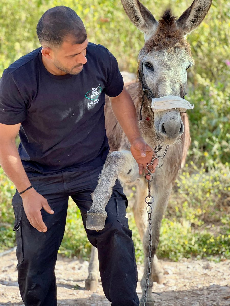 🚨Reaching the forgotten, saving lives 🚑 Miles from help, hope arrives. Our mobile clinics bring FREE vet care to neglected donkeys & foals in the West Bank. Often, it's their only chance. 🙏 Donate & be their lifeline today - every little helps 🧡👏 ow.ly/lrbw50RmYj1