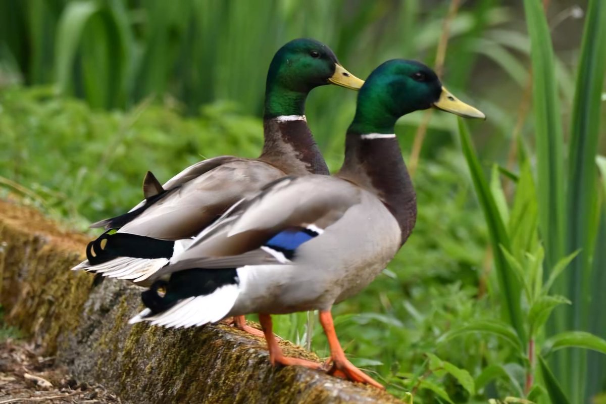 Mallard ducks Bude Cornwall 〓〓 #wildlife #nature #lovebude #bude #Cornwall #Kernow #wildlifephotography #birdwatching #BirdsOfTwitter #TwitterNatureCommunity #Mallard #Duck