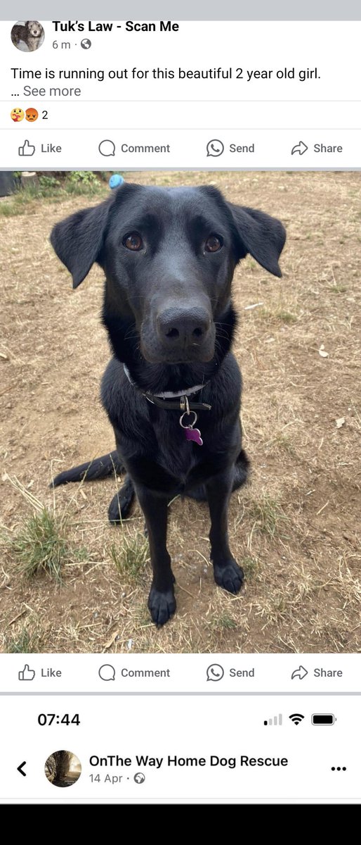 Please 🙏 can you help save Roxy♥️ To be put to sleep 29.04.2024. Please contact On the Way Home Dog Rescue on F/Book rescue trying to help or @scanme_tukslaw 
Please repost
Link to details Rescue F/Book page here 👇
facebook.com/share/p/CMxcdF…