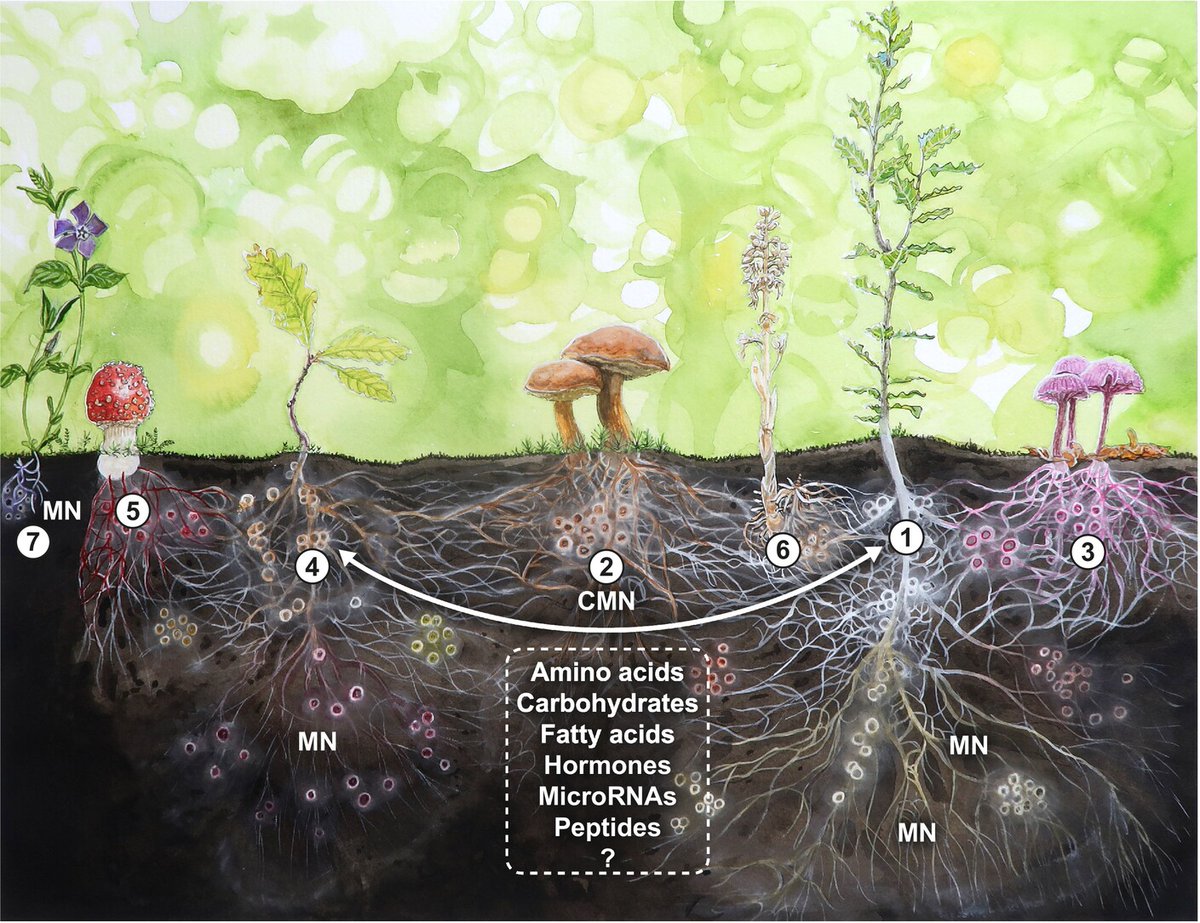 The #mycorrhizal #symbiosis: research frontiers in #genomics, #ecology, and agricultural application #TansleyReview by @fmartin1954 and @vandeHeijdenLab 📖 ow.ly/5mog50RnSnn #MycorrhizalResearchNow @wileyecolevol @wileyplantsci