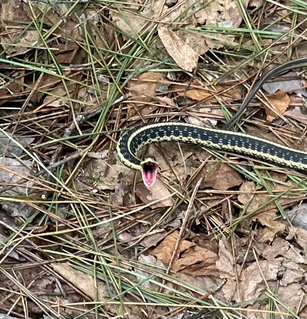 Not to worry—none of the snakes at the proposed Eskers National Monument are poisonous. #Eskers #MonumentsForAll #Wisconsin