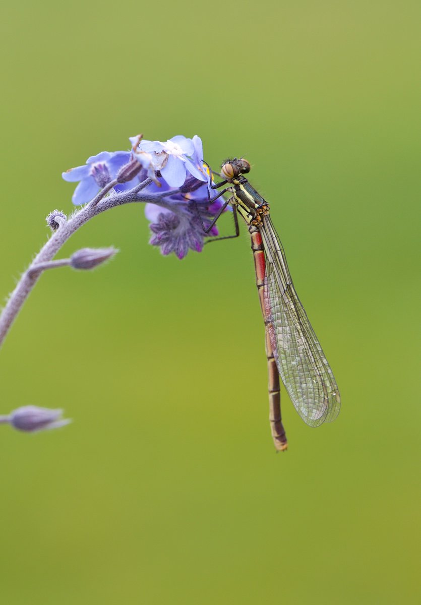 Large Red Damselfly in our Yorks. garden.