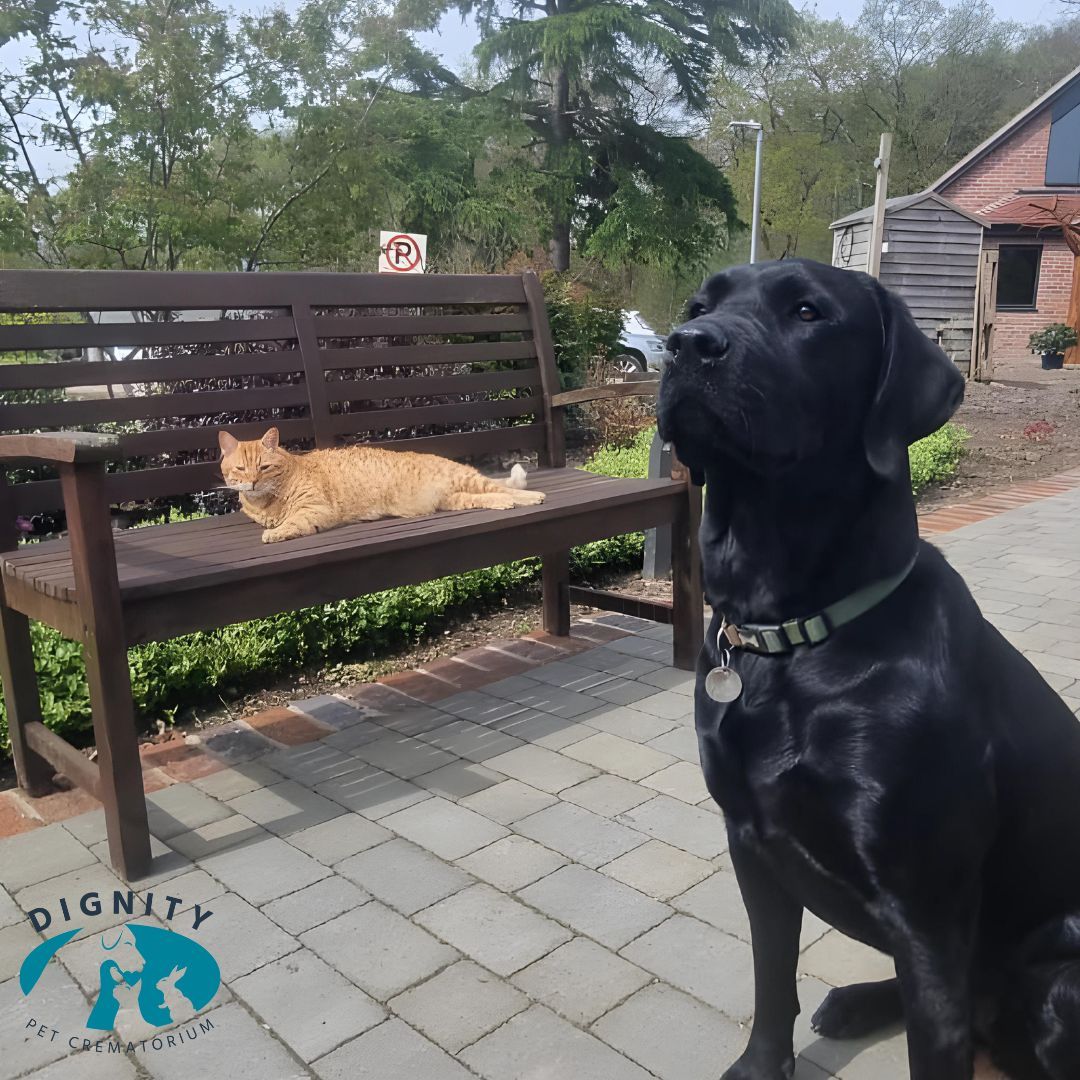 Ever wonder if a cat sleeping means they're not on alert? Well, our Chief Hold Digger, Mia, did. And she found out they are always on alert! Luckily, she quickly glanced away.

We think she got away with it this time, very subtle indeed. 

 #animalstory #catlovers #doglovers