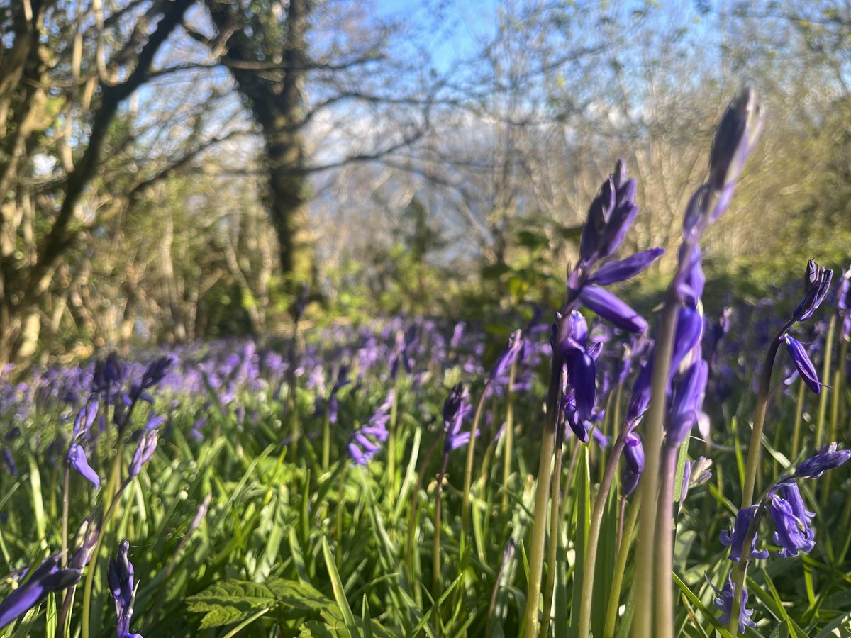 A sea of bluebells in the wood that would do the heart good. In the evening’s dappled sunlight they are sublime.