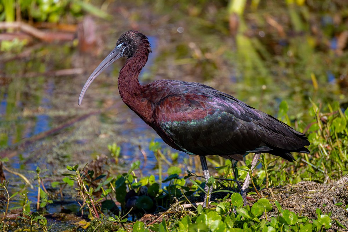 Glossy ibis.