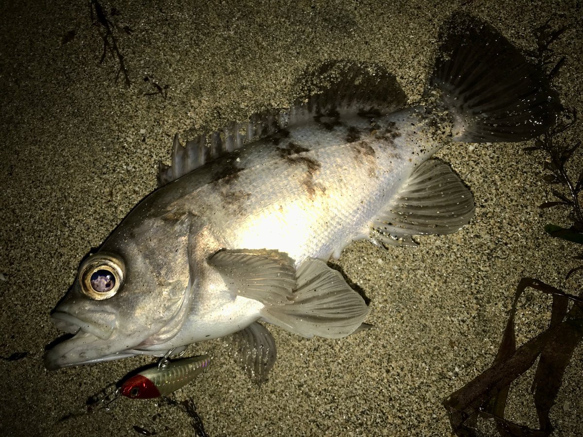 今シーズン初釣果。やはりサーフメバルは良い引きしますわ。