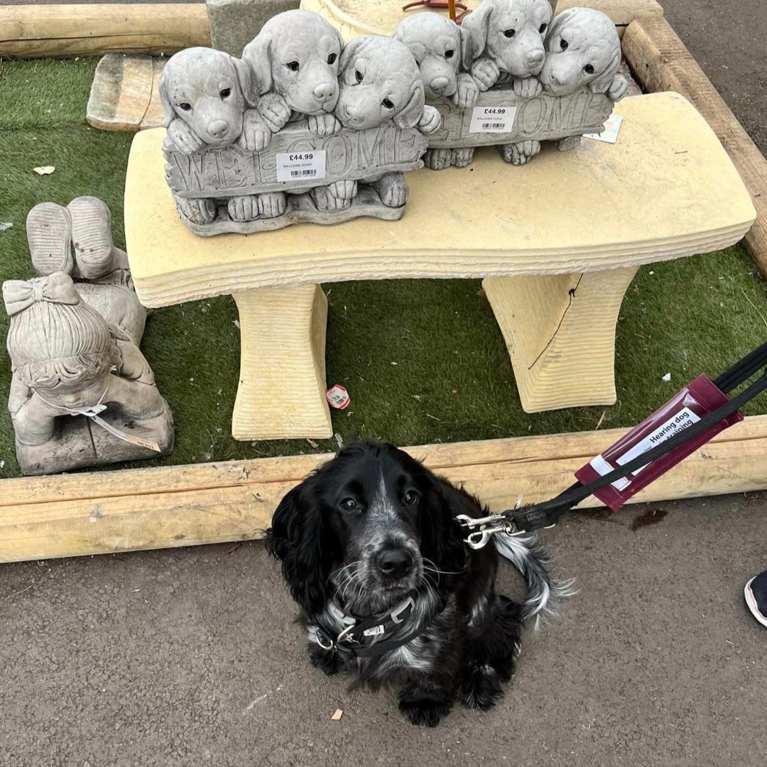Hettie did so well on her first trip to the garden centre 🪴 She's just started exploring new places as part of the second stage of her training and garden centres make the perfect first adventure for our young pups! Well done Hettie 🐾🥰