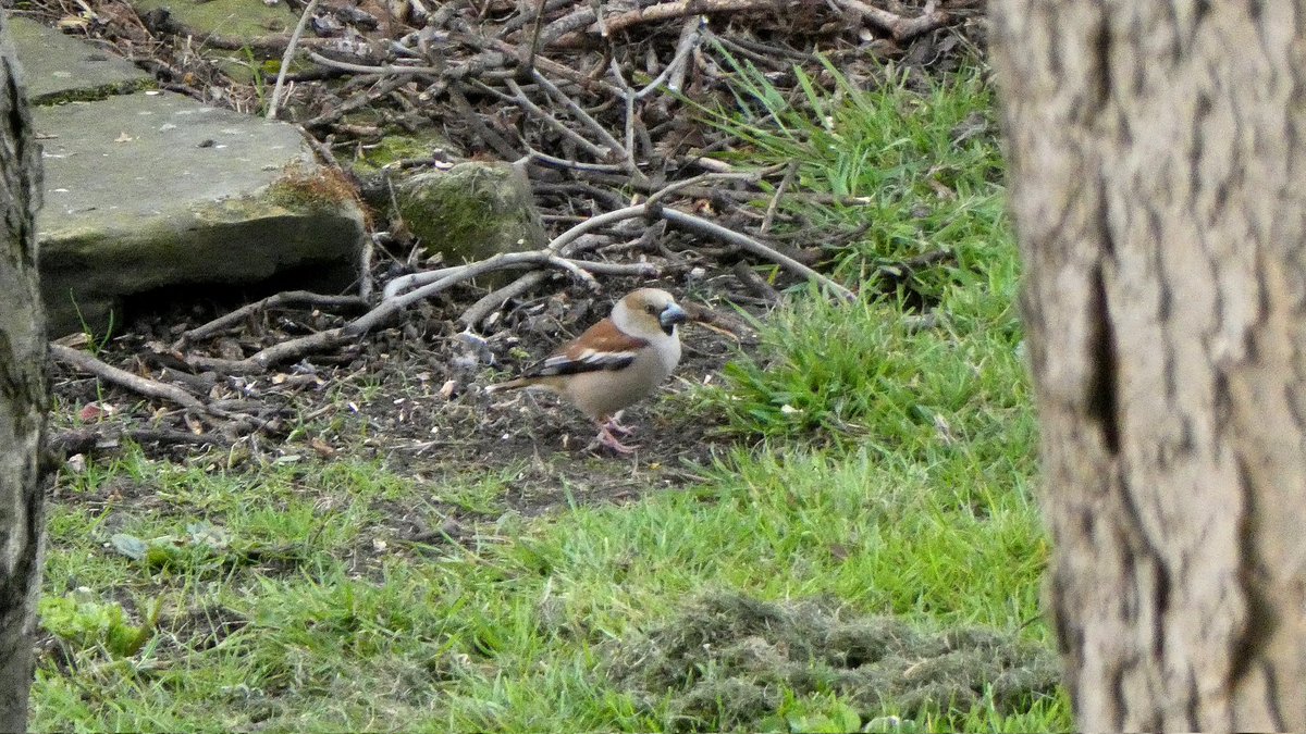A female hawfinch was the standout from a morning of new arrivals at castle hill that also featured a ring ouzel, two wheatear, and the first swift of the year amidst modest visible migration
