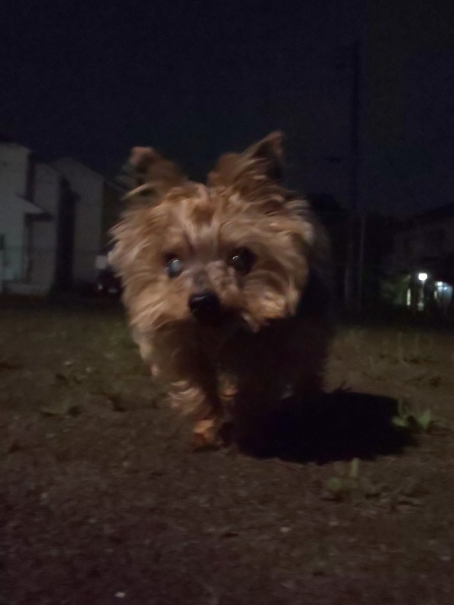 今夜は蒸し暑さを感じます

#ヨークシャーテリア #ヨーキー #yorkshireterrier