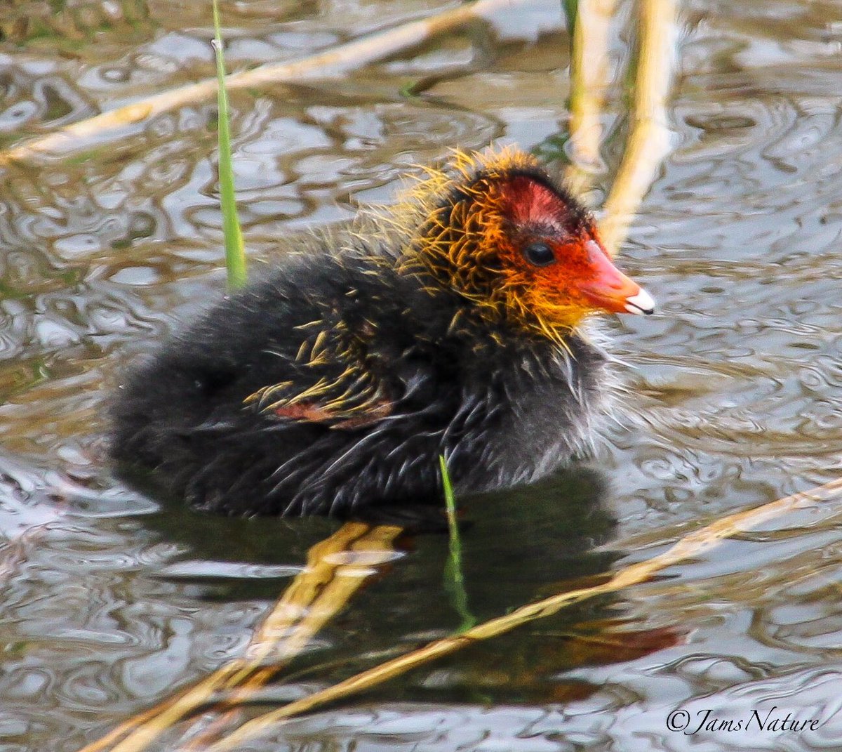 Coot chick having a moment. Nice to see Mother Coot with her four chicks, happily showing them off. Photo taken from the footpath next to local lake.
