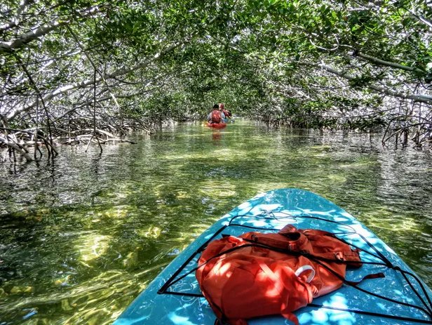 Why planting mangroves can help save the planet wef.ch/3BDXjut #climatechange #environment rt @wef