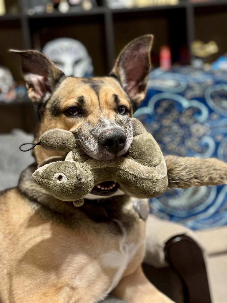 Sick of political posts so here is my pup and her squirrel.