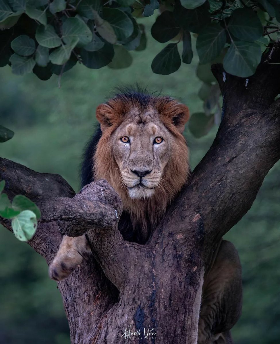 2. Asiatic Lion