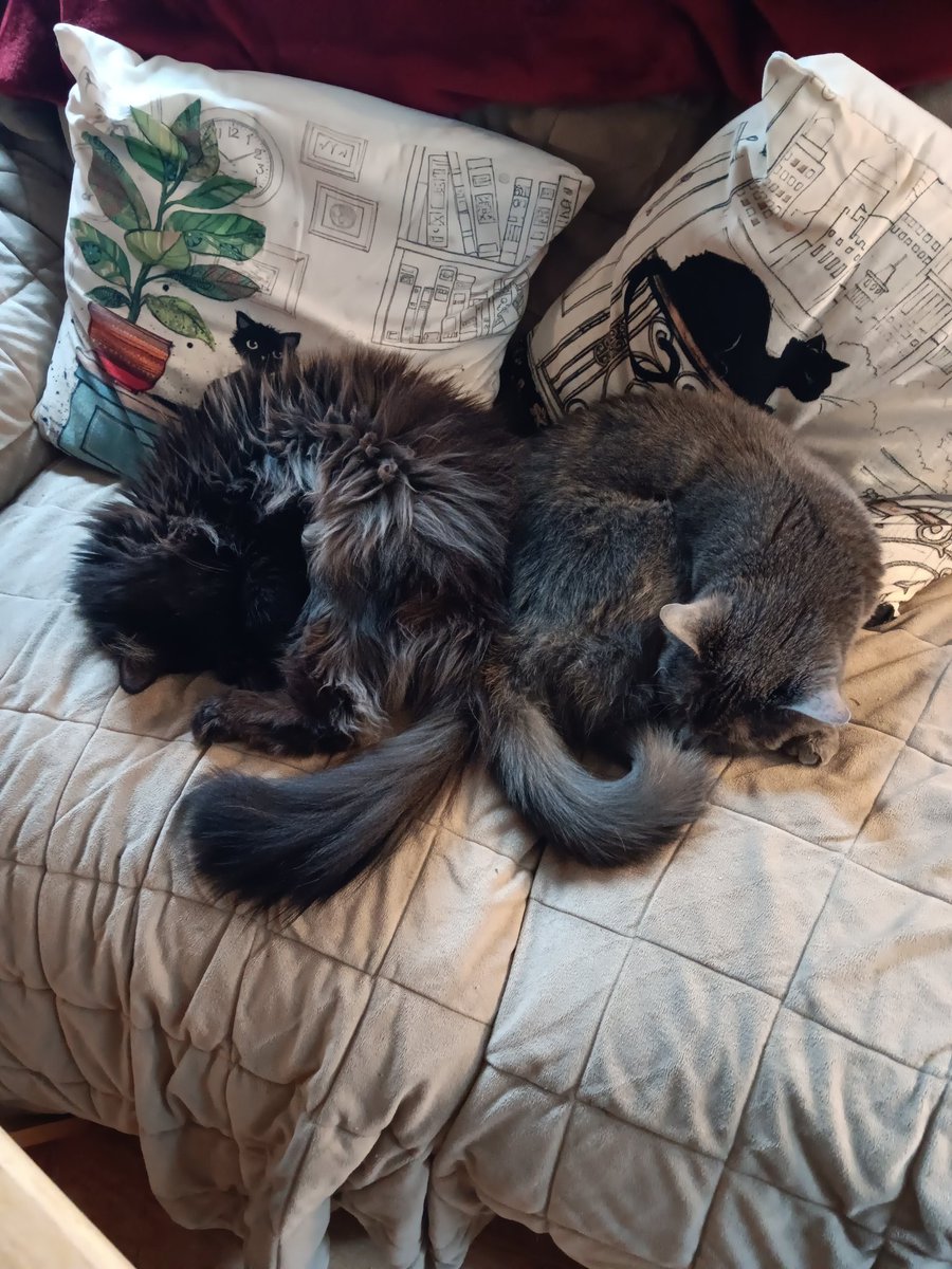 Have a pair of kitty bookends for #Caturday That's brother and sister, Koshka and Ember. Aren't they sweet curled up like that?