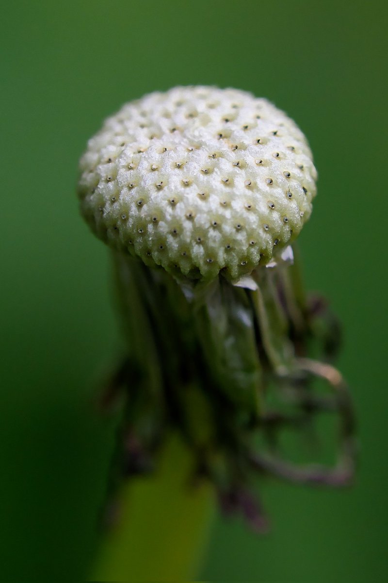 Seedless dandelion head#ThePhotoHour #Macro #photography #NaturePhotography #Viaastockaday #art #photooftheday #photographer #portraitphotography @UKNikon @NikonEurope @OutdoorPhotoMag @MacroHou