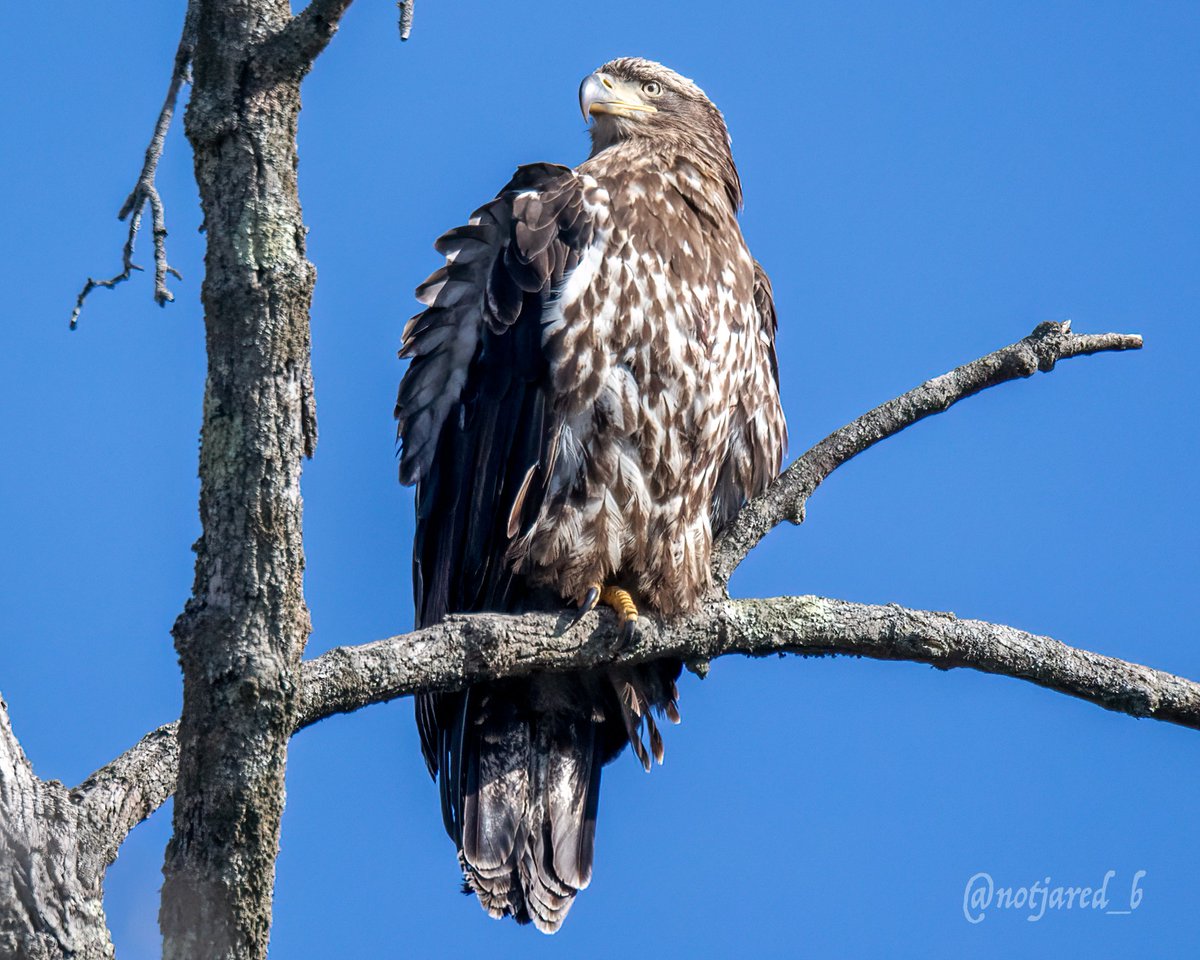 A few CT River Eagles. #ctnaturefans #TwitterNatureCommunity