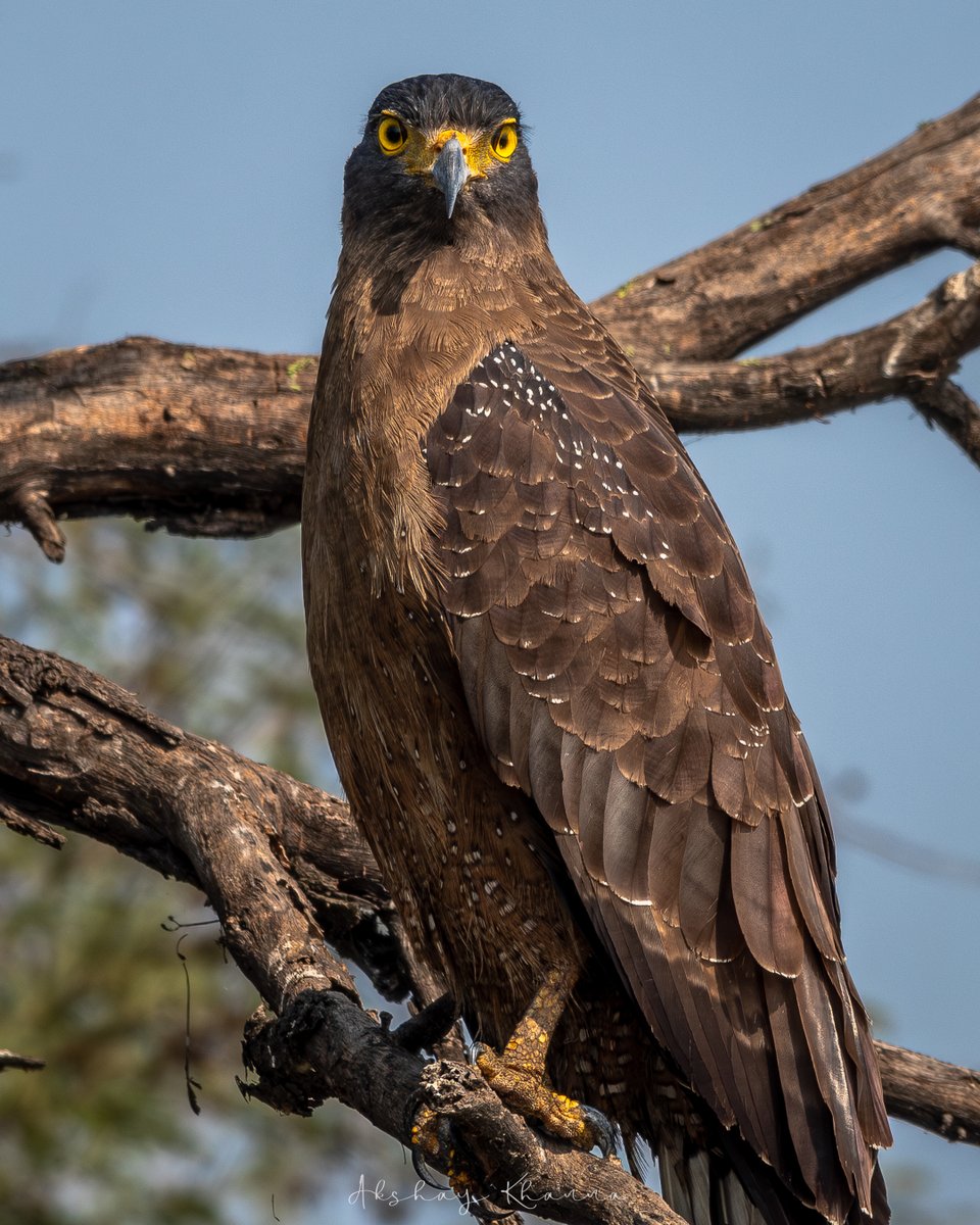 Crested Serpent #Eagle

📍Keoladeo National Park, #Rajasthan.

#Nikon D7500
Nikkor 200-500mm

#BBCWildlifePOTD #natgeoindia #ThePhotoHour #birdphotography #lensonwildlife #birdsofprey #raptors #BirdsOfTwitter #BirdsSeenIn2024 #potd #eagles #birds #wildlifephotography #bharatpur