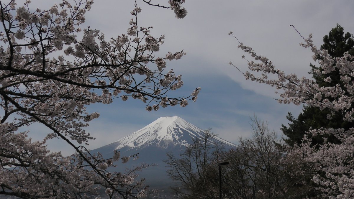浅間神社：桜・富士山：2024.４.中旬 展望台は２時間待ちです
