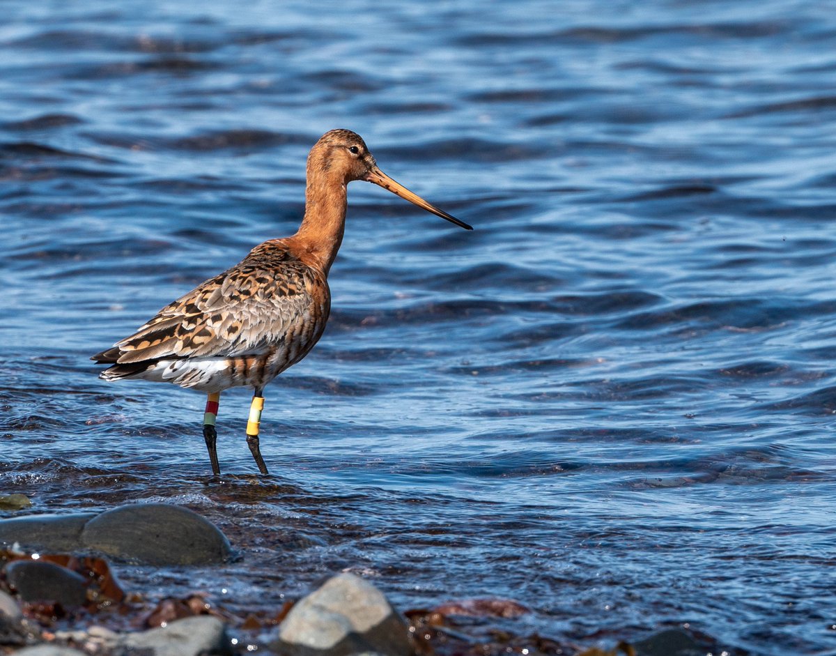 Amazing photo Black-tailed Godwit at Borgarfjörður, NE Iceland from Wouter van der Does where she breeds, on 11Jun23. Seen back in Kent, UK 26Jun23. It's 357th re-sighting! Ringed Nov11 by @kupe1515 @LassHill on the Orwell. @ed_keeble keeps tabs on her in winter on Stour, Essex.