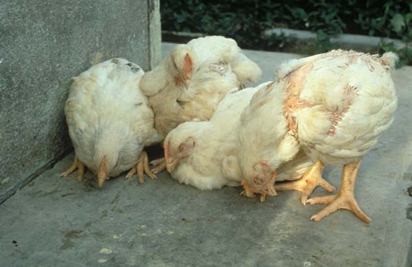 NEWCASTLE DISEASE Newcastle disease is also referred to as Ranikhet Disease,Is a viral disease that spreads very rapidly among poultry birds and could lead to the death of your chickens. Once it infects a chicken, it quickly spreads to other chickens on the farm. The number of