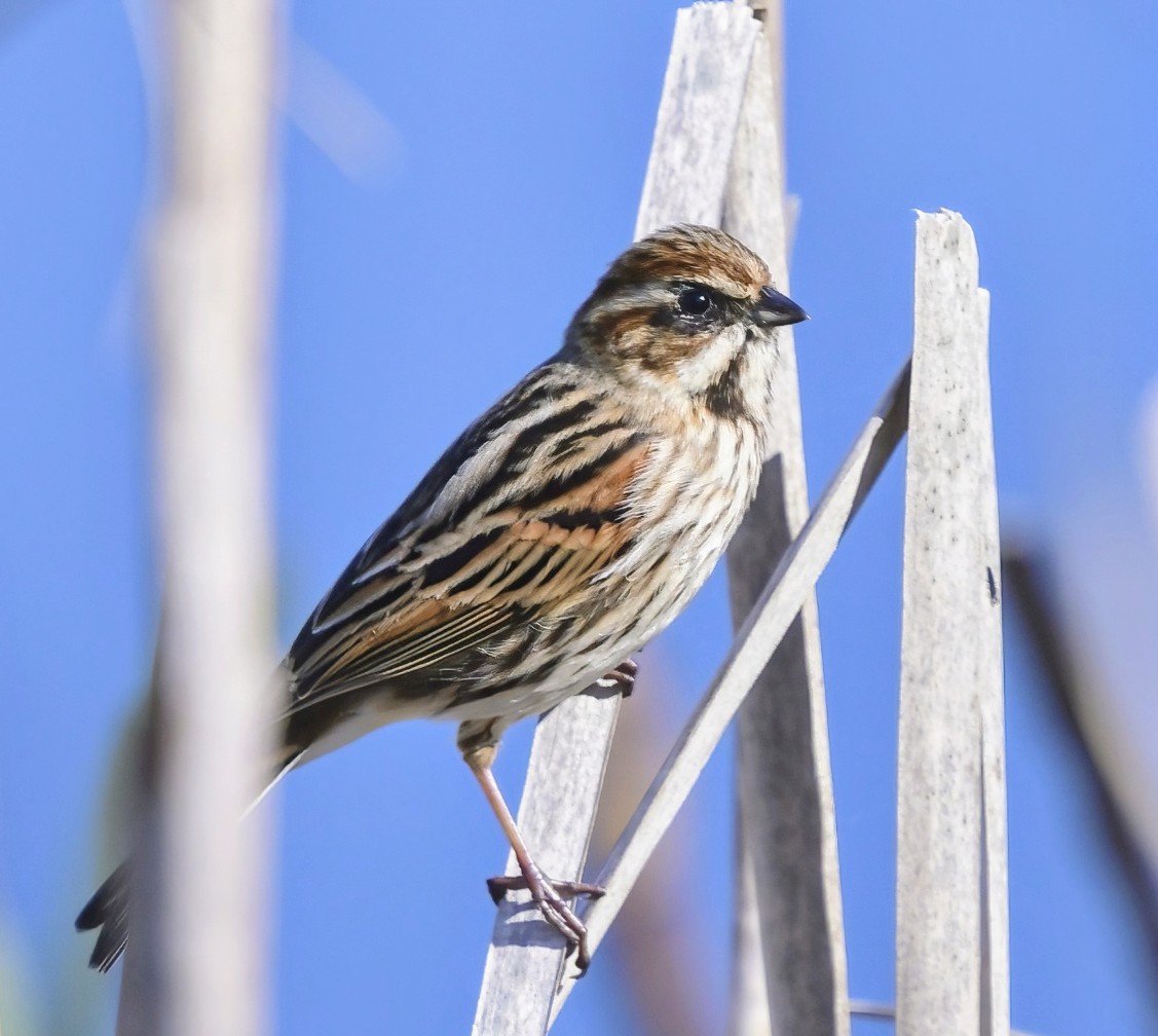 Reed Bunting in the sunshine. Do you remember sunshine?