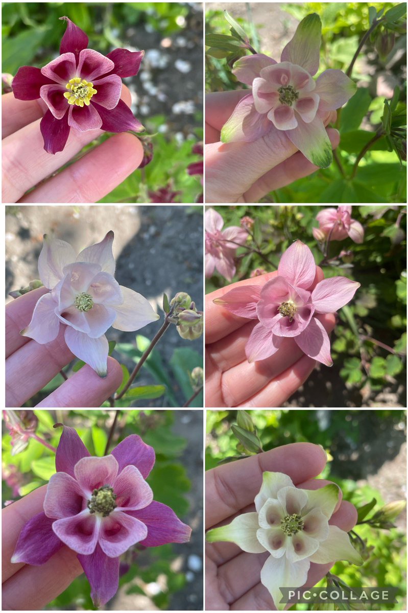 Aquilegia’s appreciation post for #SixOnSaturday