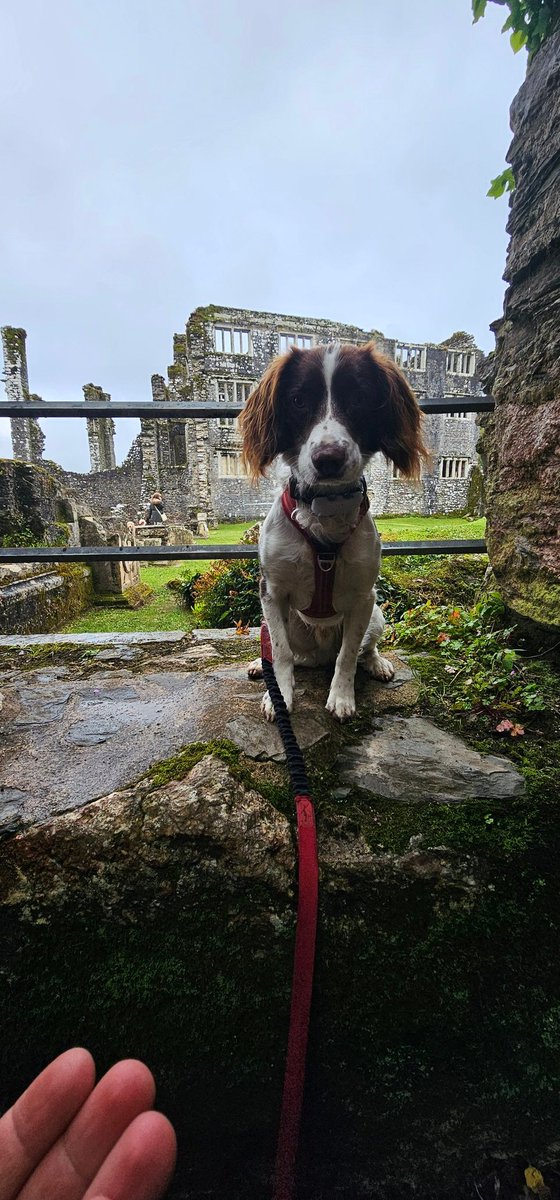 Lovely walk around @EnglishHeritage Berry Pomeroy Castle with Gimlet.
#springerspaniel #dogsatcastles