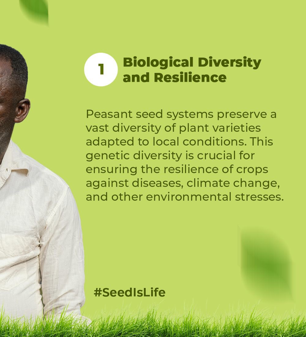 Here are five important reasons why preserving farmers' seed systems matters. 1. Biological Diversity and Resilience; Peasant seed systems preserve diverse plant varieties suitable for local conditions. 🧵… #SeedIsLife |#MaSemenceMaVie