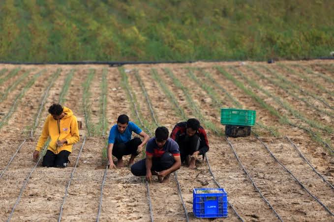 İsrail’in Göçmen İşçilere Yaşattıkları Aşağıda çevirisini okuyacağınız makale, İsrail’de tarım alanında çalışan yabancı işlerin yaşadıkları zorluklar ve uğradıkları zorbalıklara odaklanıyor. iscigazetesi.org/israilin-gocme…