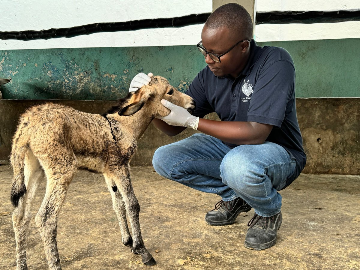 'No two days are the same at the clinic, which can be challenging but rewarding.' 💬🩺 This #WorldVeterinaryDay, we catch up with Obadiah Sing'Oei about his role at our clinic in Lamu, Kenya and why veterinarians are essential health workers ➡️ bray.news/3JBoI5X