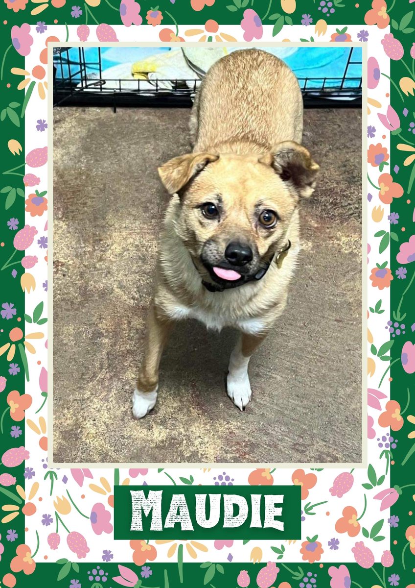 Maudie would like you to retweet her so the people who are searching for their perfect match might just find her 💚🙏 oakwooddogrescue.co.uk/meetthedogs.ht… #teamzay #dogsoftwitter #rescue #rehomehour #adoptdontshop #k9hour #rescuedog #adoptable #dog