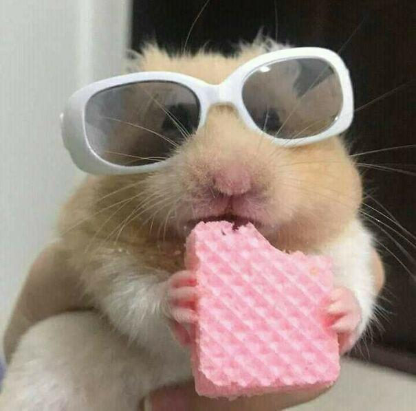 Me eating my little (large) sweet treat after every meal 😎: