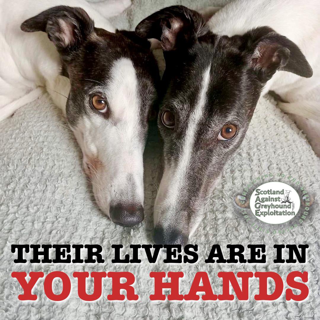 ⏰ Only 3 days left to respond to @markruskell’s consultation to make greyhound racing illegal in 🏴󠁧󠁢󠁳󠁣󠁴󠁿. Please use your voice to protect greyhounds 🐾 You can respond from anywhere in the world!🌍 🔗 endgreyhoundracing.co.uk #unboundthegreyhound #cutthechase #youbettheydie