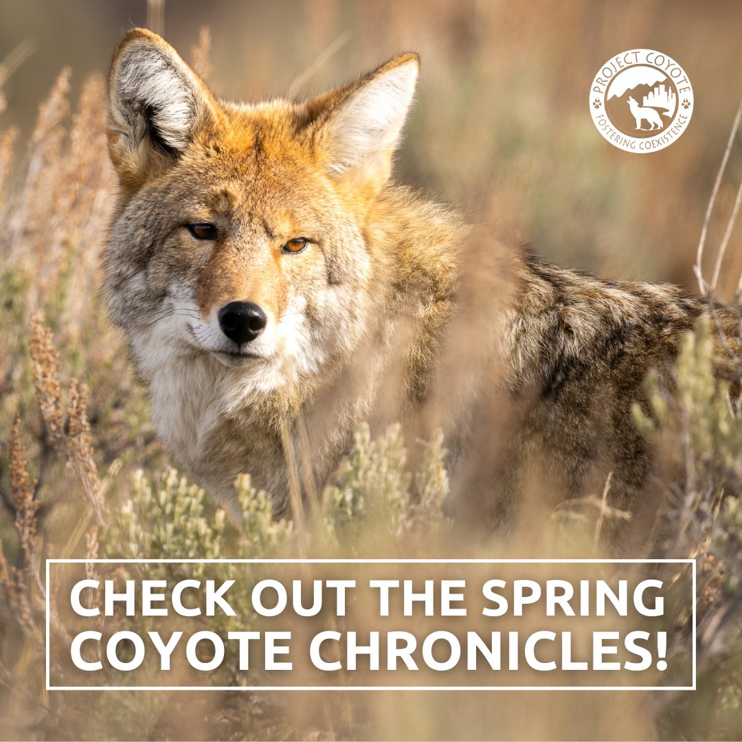 Just dropped — The Spring Coyote Chronicles, along with our revised and refined values! 🐾 PROTECT 🌎 COEXIST ✨ INSPIRE Read more here: tinyurl.com/4j4bck2w 📷 Larry Taylor, #CaptureCoexistence Contributor