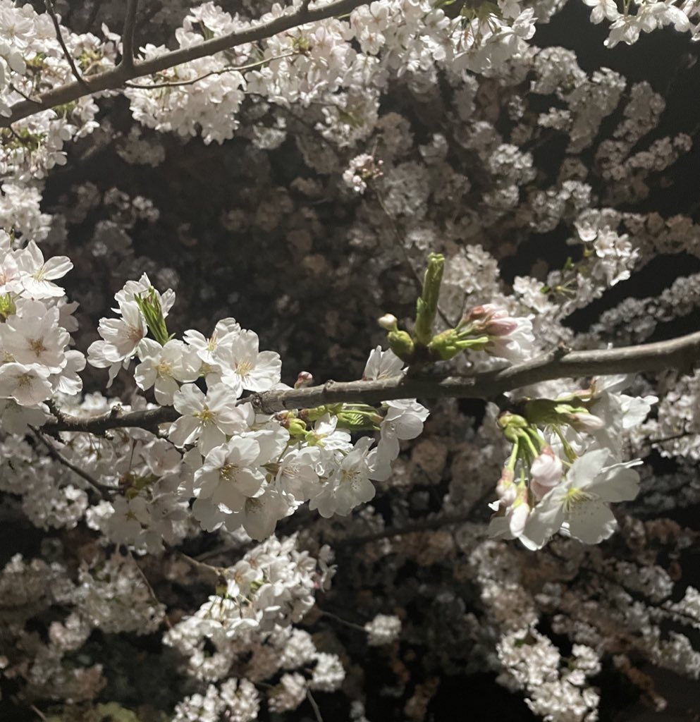 夜桜☺️