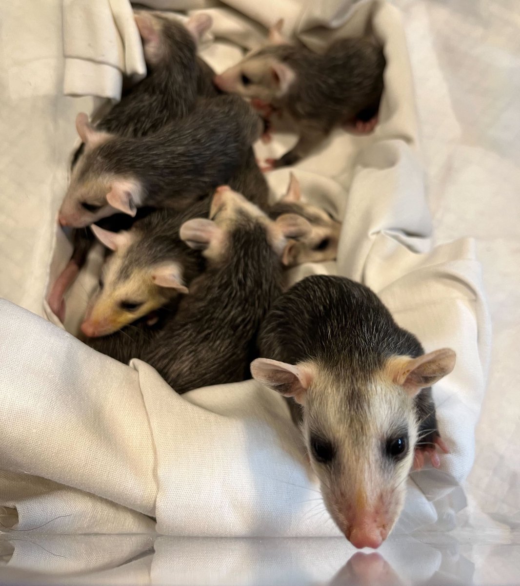 Opossum baby season has come to WBF. Yesterday we admitted these 9 precious joeys. They're about 11 weeks old and will need another 10 weeks or more of care before they're old enough to be released. 📷: Phyllis Tseng