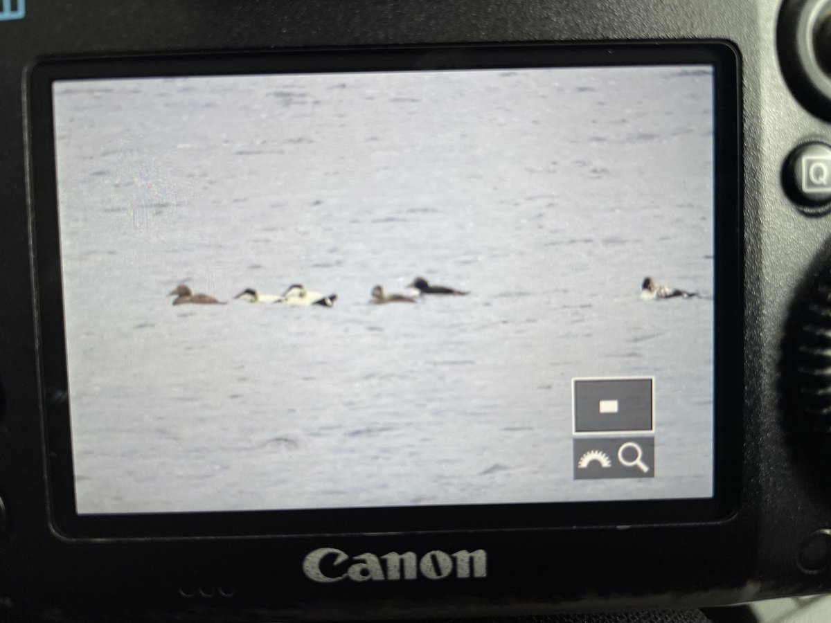 The 6 Common Eider at Langsett Res. Dropped lucky, down visiting family. Hudds area tick for me 👍⁦@Hudds_BWC⁩ ⁦@Barnsleybsg⁩
