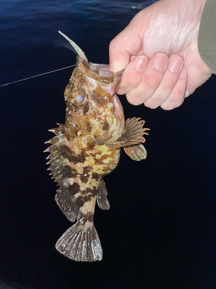 春香る🌸あなたの匂い🐟いらないの❌ボンボン心の川柳😢　ボラ１抱卵ガシラ6匹でした😖ボラ絨毯で釣りにならなくなったので撤収です😡
#爆釣メジャー