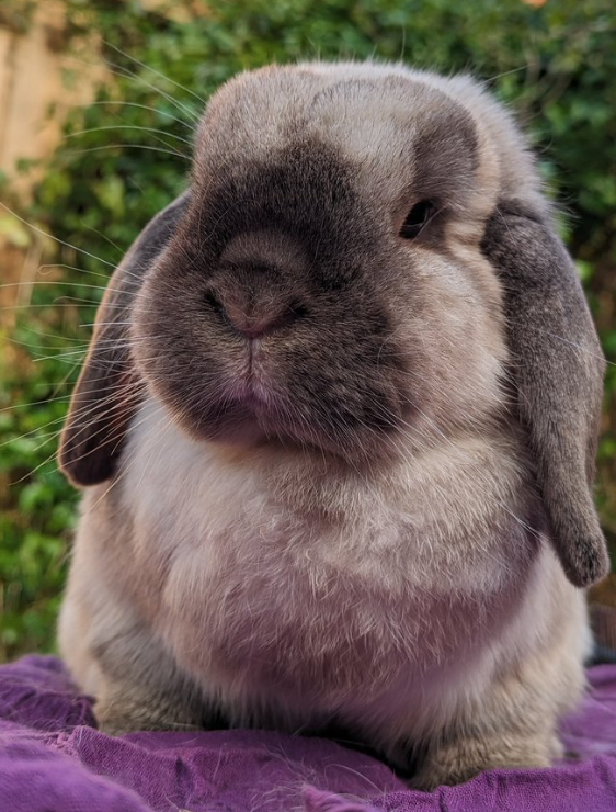 RabbitoftheDay's tweet photo. 📅 2nd May 2024
🐰 Lulu
🏷️ @jonnyandjay
💕 #animaloftheday https://t.co/LTVJCbMbzd