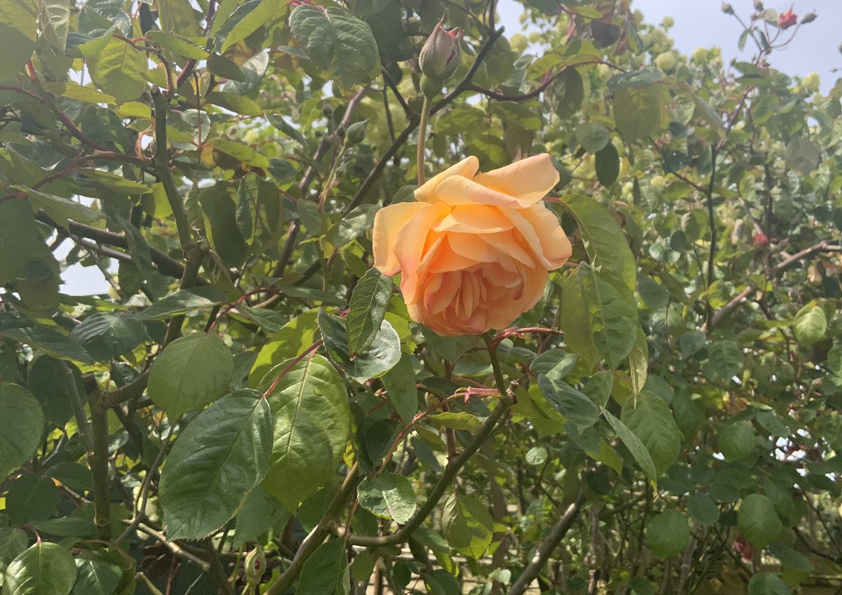 ‘Hello my lovely!’ It’s the first bloom of the season on hybrid musk #rose ‘Buff Beauty’. Happy Saturday everyone, have a good weekend, take care. #roses #GardeningTwitter #earlyroses #spring @loujnicholls @kgimson